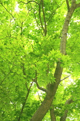 新緑を迎えた森林