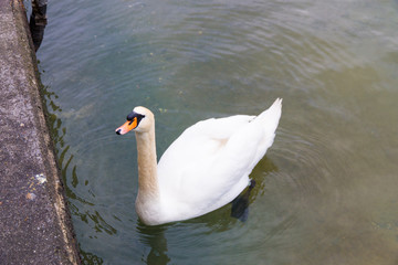 Obraz premium White Swan swimming in a lake.