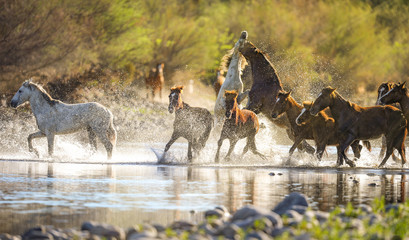 Wild Horses @ Salt River, Arizona