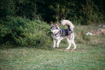 Husky dog running outdoors. Entertainment. River. Young dog sitting on the grass outside. Summer.