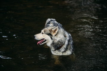 Husky dog running outdoors. Entertainment. River. Young dog sitting on the grass outside. Summer.