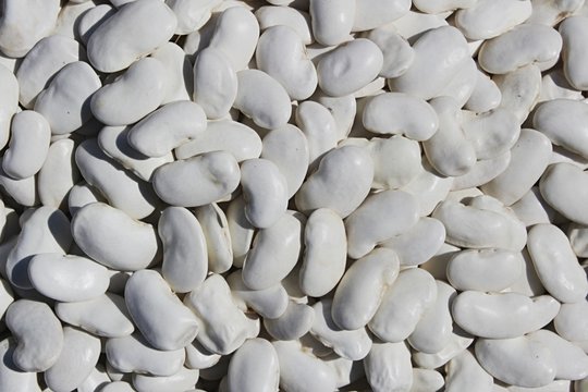 White texture of cannellini bean Phaseolus Vulgaris seeds