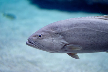 Not happy about the Tank