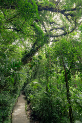 Fototapeta premium Stone path in rainforest Monteverde Costa Rica