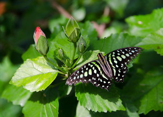 Tailed Jay butterfly on hibiscus plant