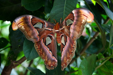 Front view of  atlas moth resting on large green leaf