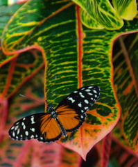 Spotted Tiger Glassywing on a large leaf