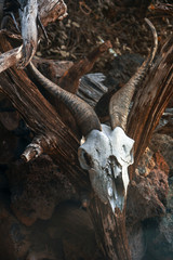 Skull goat