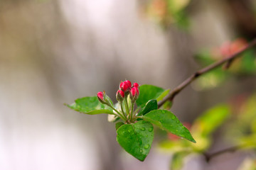 Crab Apple, apple trees 