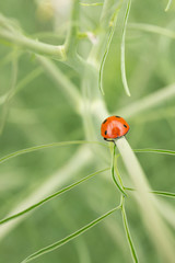 Fairytale Ladybug