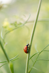 Fairytale Ladybug