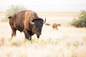 American Bison Buffalo