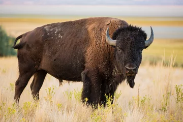 Foto auf Acrylglas Bison Amerikanischer Bison Büffel