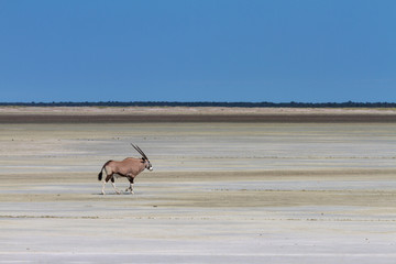 Lonely oryx at the Etosha salt pan
