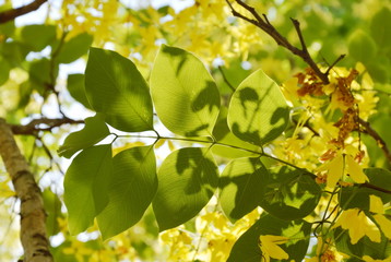 leaf of golden shower tropical flower in garden