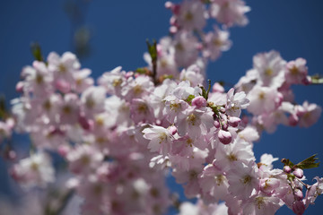 kirschblüte 03