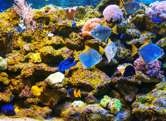 Exotic sea fishes and corals in aquarium