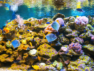 Fototapeta na wymiar Exotic sea fishes and corals in aquarium