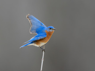 Obraz premium Male Eastern Bluebird with Open Wings