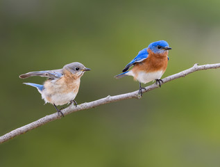 Male and Female Eastern Bluebird