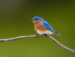 Male Eastern Bluebird  