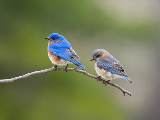 Male and Female Eastern Bluebird