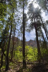 Forest at Oak Creek Canyon Sedona Arizona