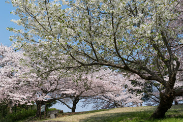 谷津山の満開の桜（静岡市）