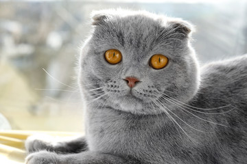 Portrait of cute cat on window background