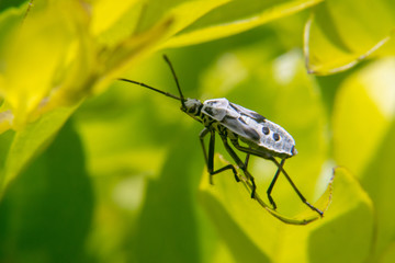 Pentatomomorpha hemiptera bug on leaf