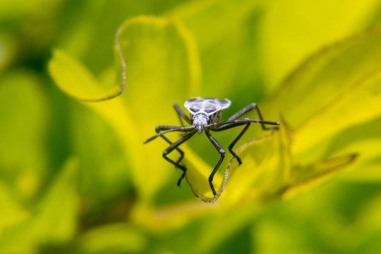 Pentatomomorpha hemiptera bug on leaf