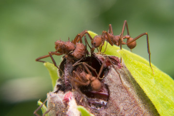 Ants eating fruit