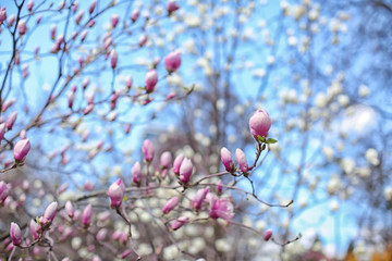 Branches with magnolia tree buds on blurred background