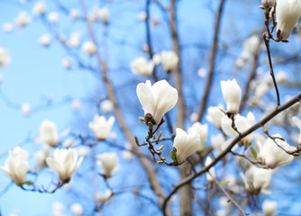 Branches of blooming tree flowers on blurred background