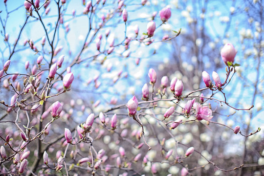 Branches with magnolia tree buds on blurred background