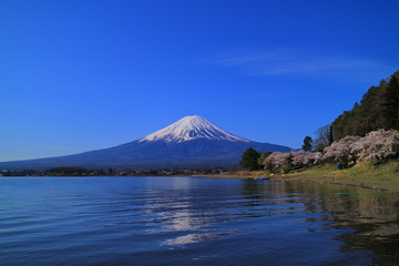 Mt Fuji and Cherry blossoms of Nagasaki Park in Lake