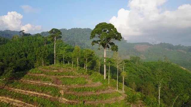 Deforestation. Aerial drone footage of logging of tropical rainforest. Rain forest cut down for oil palm plantations.