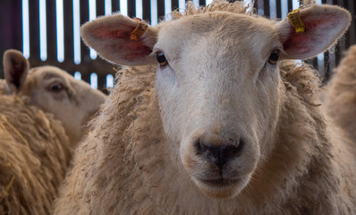 Ewe mother sheep standing in straw inside a barn