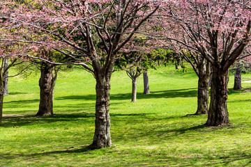 Cherry blossom Trees in Spring