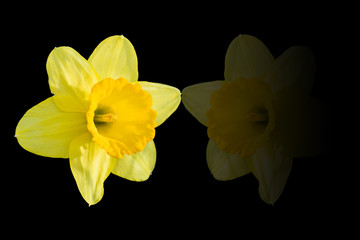 A daffodil flower and its reflection	
