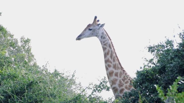 GIRAFFE licks lips and sticks out tongue and bends down long neck between trees against white background sky