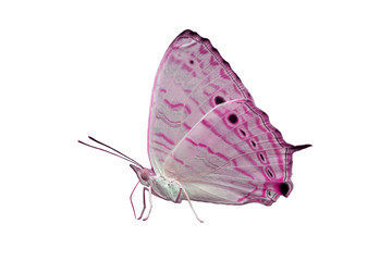 Pink butterfly isolated on white background