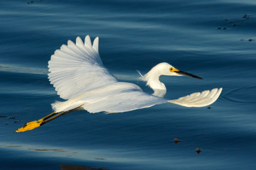 Snowy egret glides gracefully over the water.