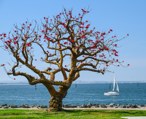 Tree with a full bloom of red flowers by San Diego Bay with a sailboat in the background