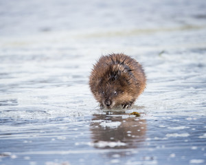 Muskrat
