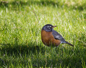 Robin Red Breast