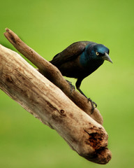 Grackle perched on limb isolated