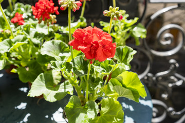 Obraz premium Springtime closeup of red geraniums on a Paris balcony