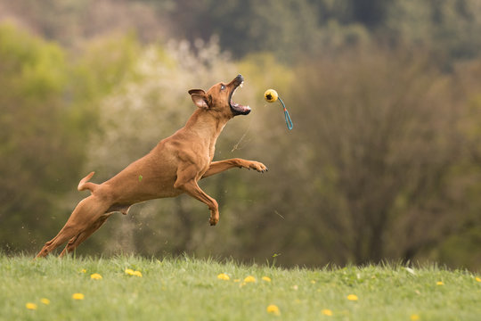 richback rodesian springt hund