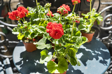 Springtime with red geraniums on a Paris balcony